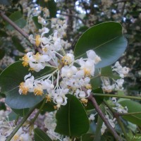 Calophyllum calaba L.